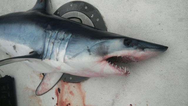 122 lb Mako