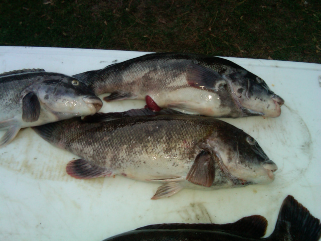 Black Fish Season Rhode Island