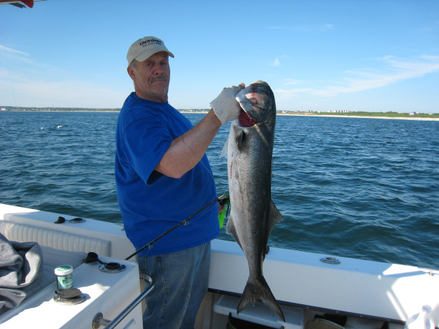 Bluefish Block Island